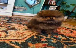 Pomeranian dogs for sale: Xs teddy face Pomeranian  - Image 1