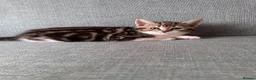 Mixed Breed cats for sale: 5 beautiful kittens  - Advert 4