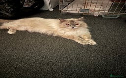 Ragdoll cats for sale: Ragdoll kitten  - Image 1