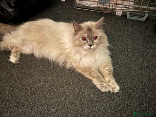 Ragdoll cats - Advert 1