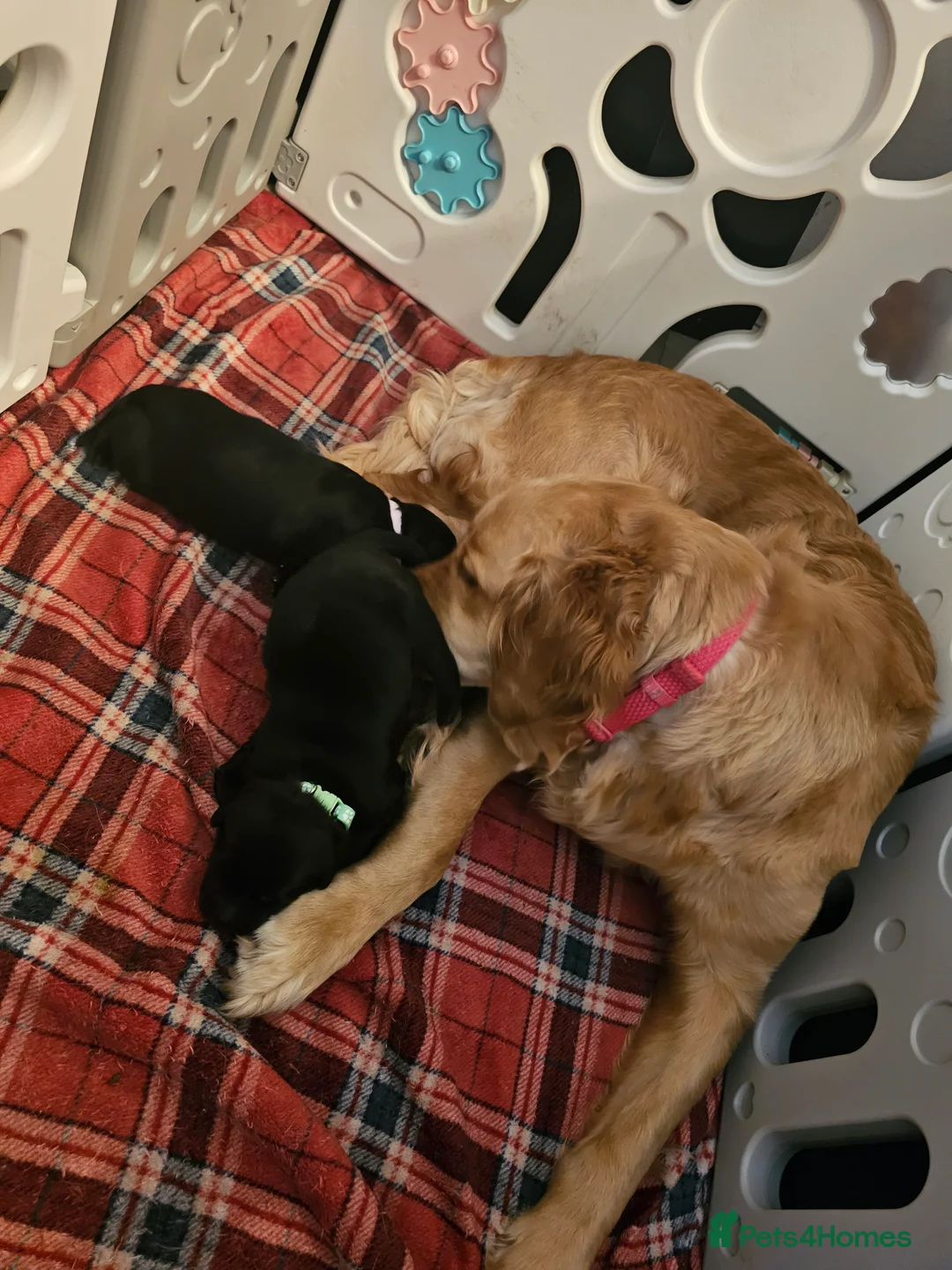 Mixed Breed dogs for sale: Golden Shepherd pup - Advert 5