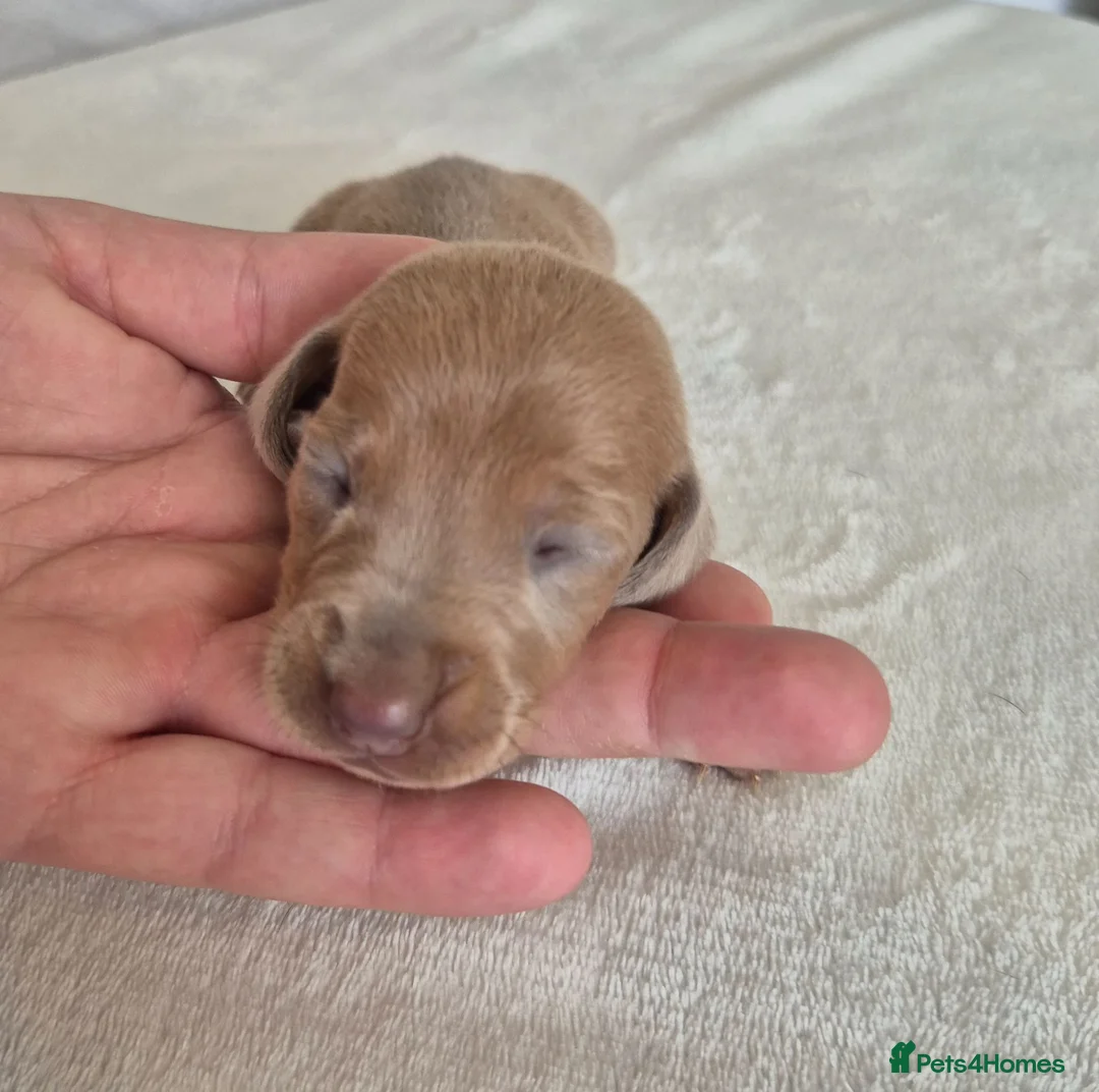 Miniature Dachshund dogs for sale: 🤎 Gorgeous Daxies_Mini Dachshunds 🤎 - Advert 2