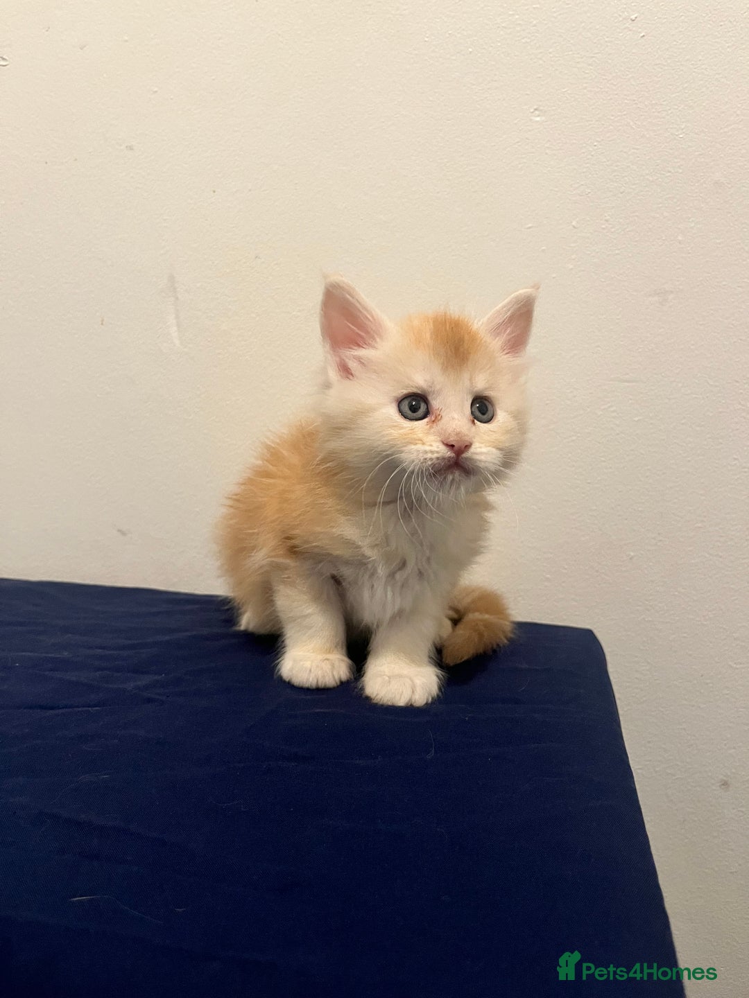 Maine Coon cats for sale: Beautiful Maine Coon Kittens  - Advert 4