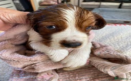 Welsh Springer Spaniel dogs for sale: Beautifully bred Welsh Springer Spaniels  - Advert 3