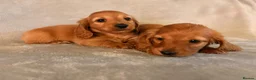 Miniature Dachshund dogs for sale: Long hair miniature dachshunds - Advert 5