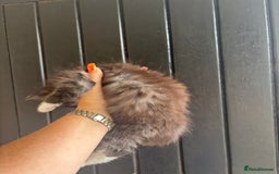 Maine Coon cats for sale: 3 boys Maine coon & 1 white female ready 13th aug! - Image 12