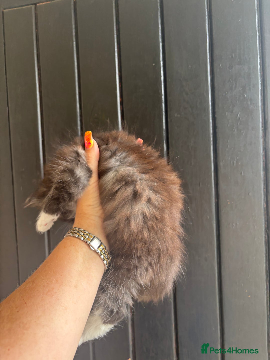 Maine Coon cats for sale: 3 boys Maine coon & 1 white female ready 13th aug! - Image 12