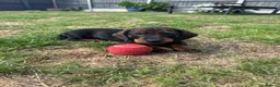 Dachshund dogs for sale: Standard wire haired dachshund  - Advert 3
