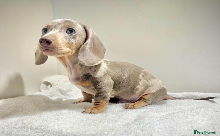 Miniature Dachshund dogs - Advert 2