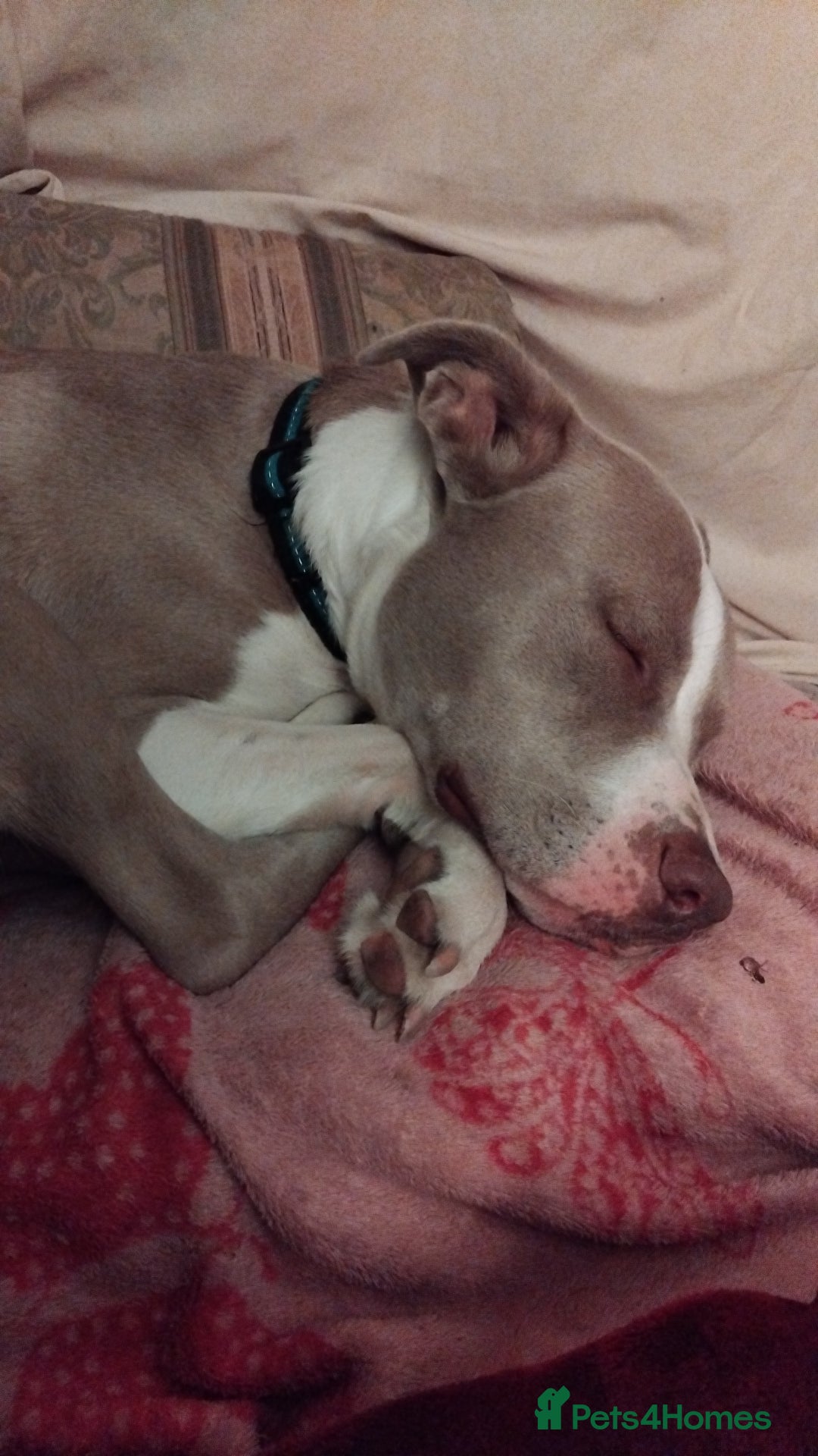 Mixed Breed dogs for sale: Siberian husky cross bull dog - Image 1