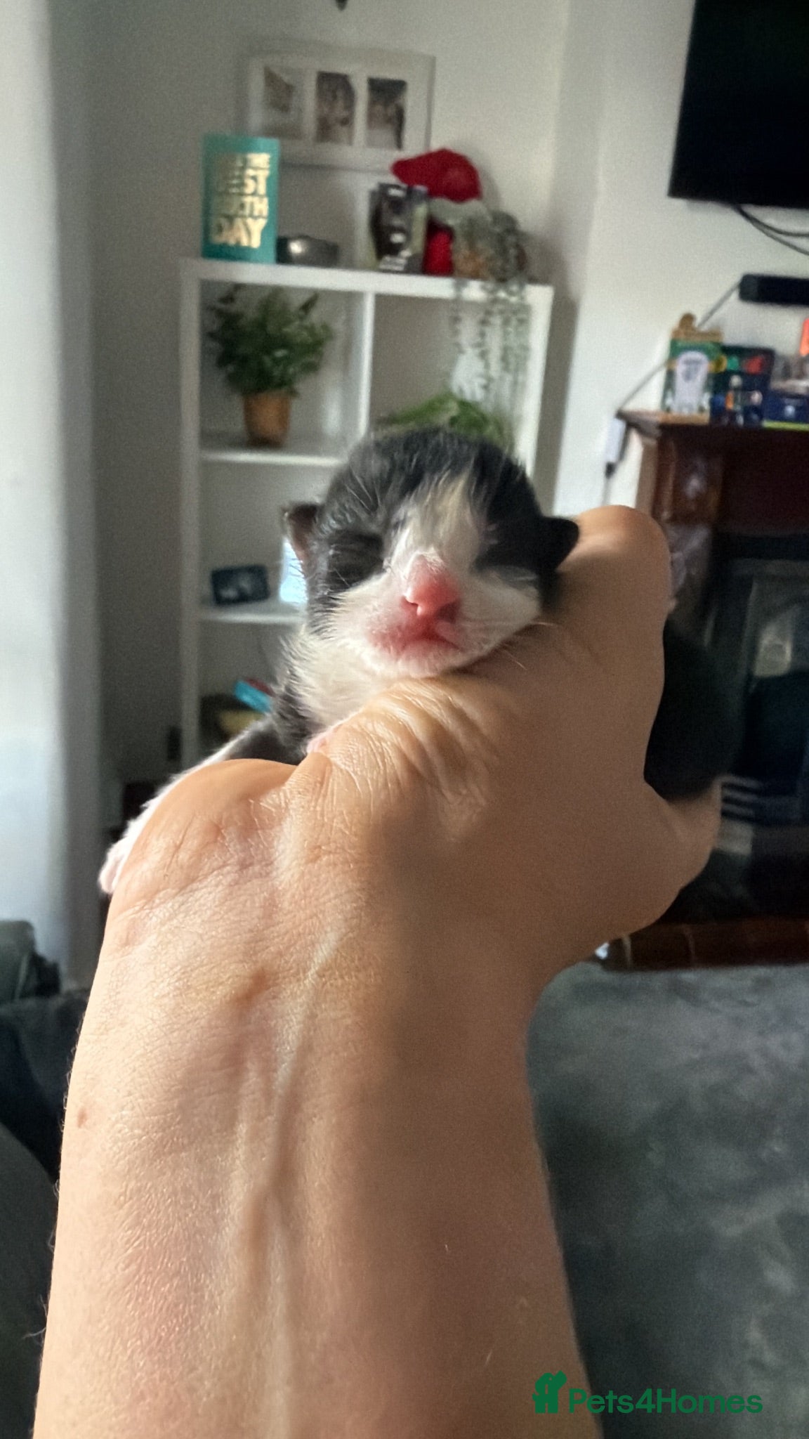 Mixed Breed cats Four kittens looking for loving homes  - Advert 12
