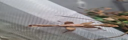 Stick Insects invertebrates for sale: *BARGAIN PRICE* Macleays spiny stick insects - Advert 3