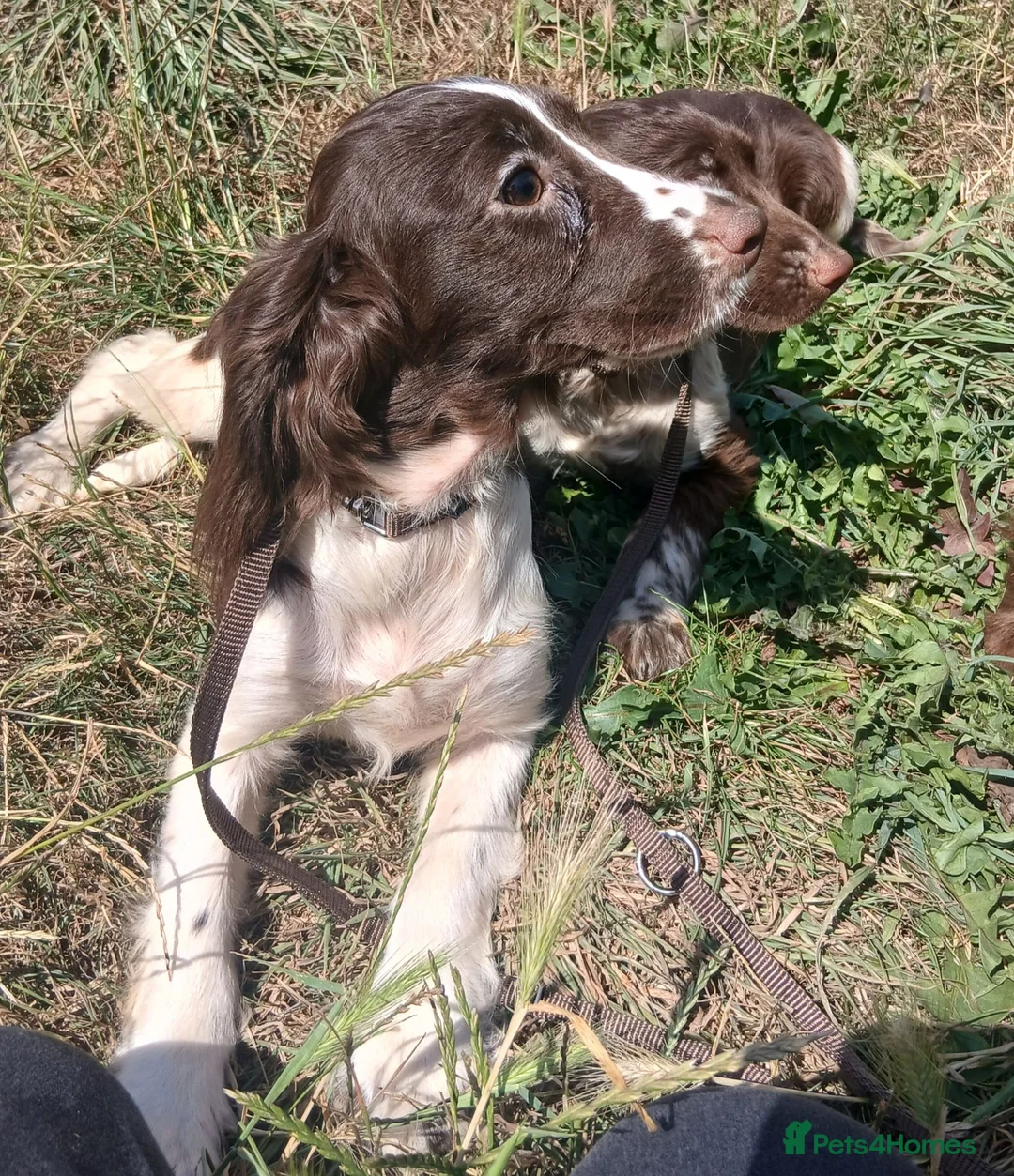 English Springer Spaniel dogs for sale: LeeLee - Advert 25