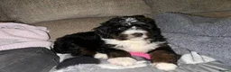 Bernedoodle dogs for sale: Mini Tri-Colour Bernedoodle in London - Advert 2