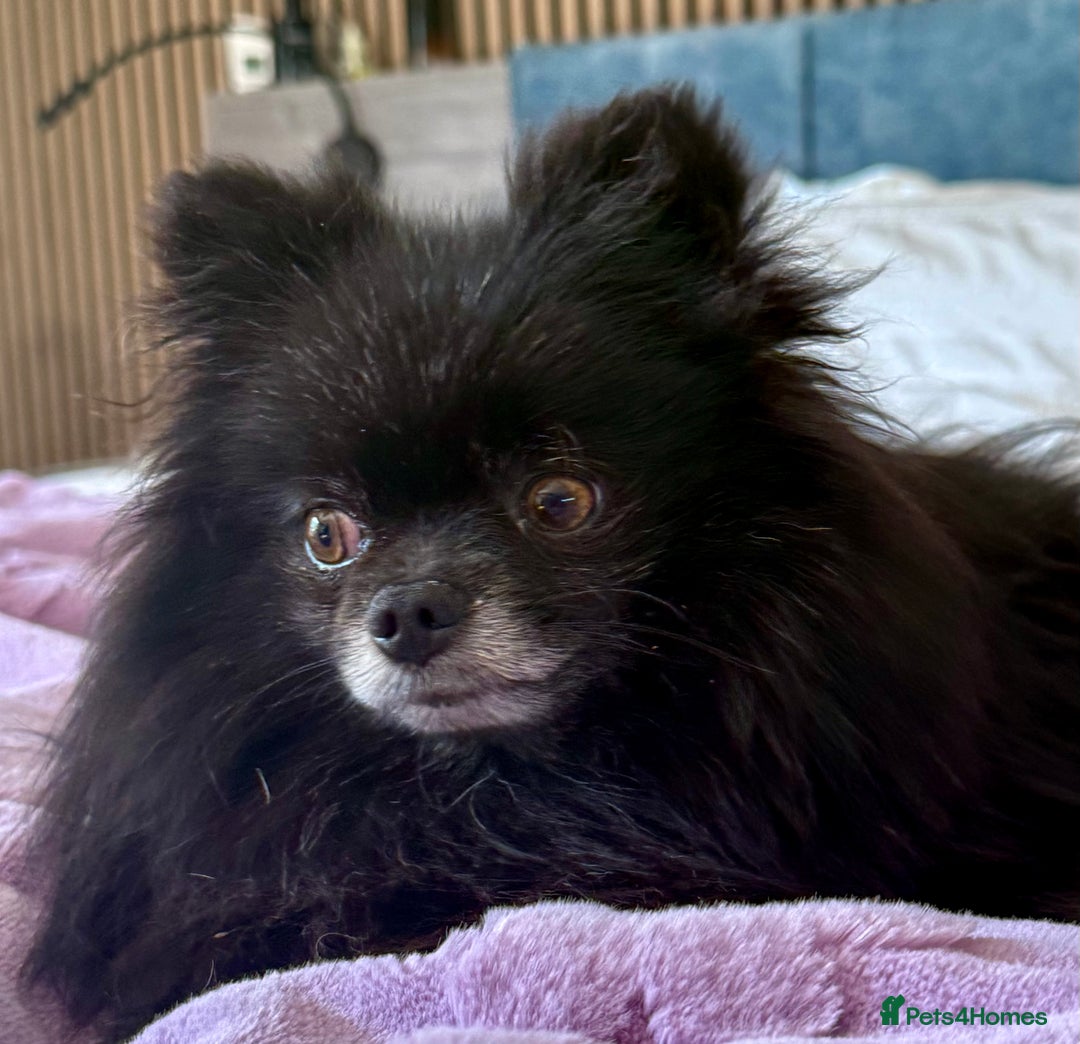 Pomeranian dogs for adoption: Nike – Torn From the Edge of Death - Image 3