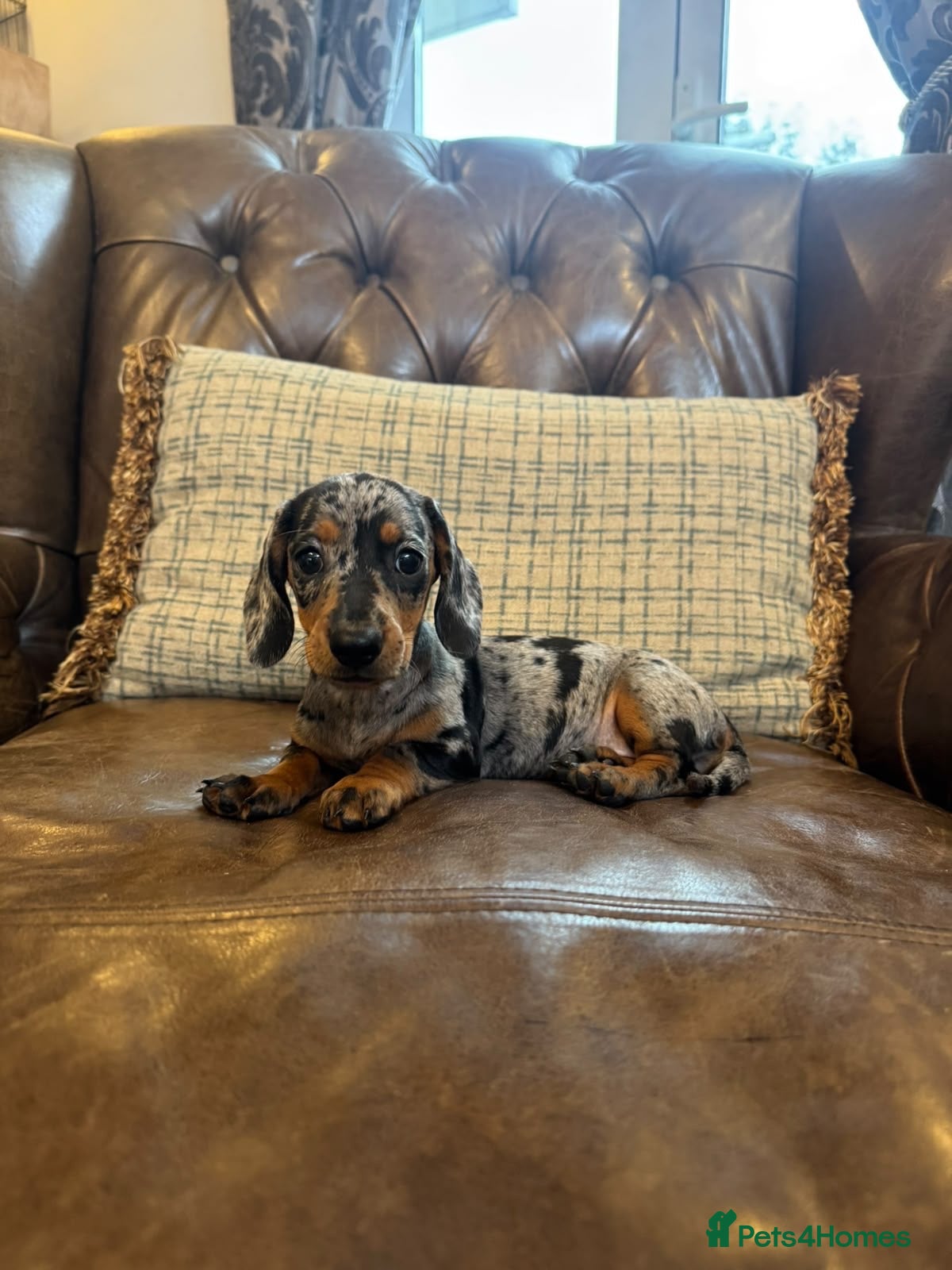 Dachshund dogs for sale: Miniature Dachshund Puppies  - Advert 2