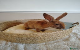 Rex rabbits for sale: Lovely Rex rabbit babies  - Image 9