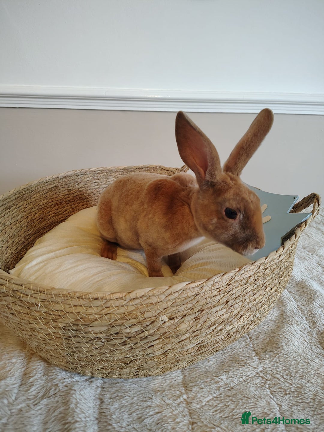 Rex rabbits for sale: Lovely Rex rabbit babies  - Image 9