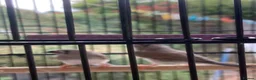 Finches birds for sale: 6 Young Zebra Finches - Advert 3