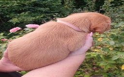 Labrador Retriever dogs for sale: Health Tested Fox Red Puppies for Sale - Image 10
