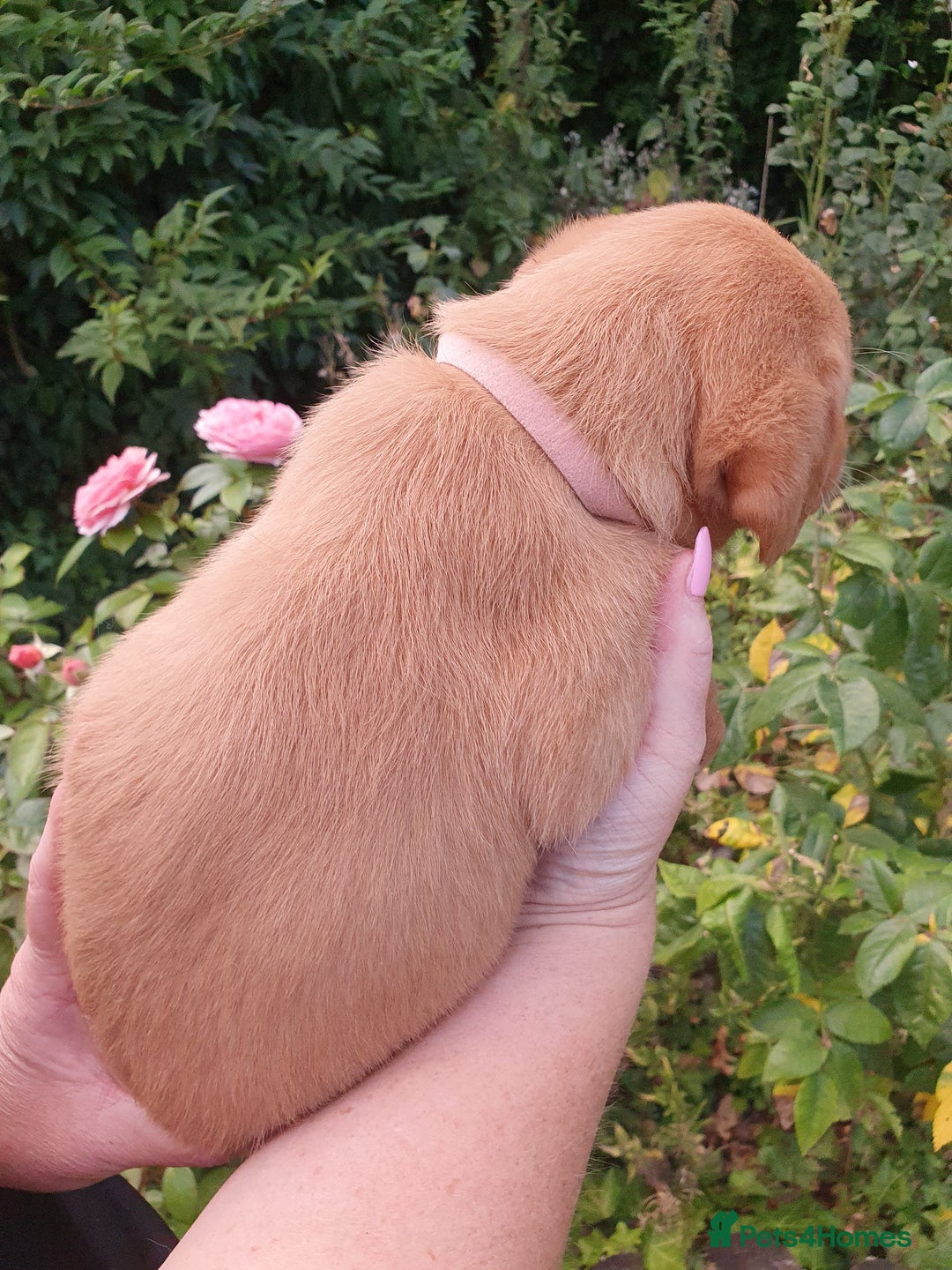 Labrador Retriever dogs for sale: Health Tested Fox Red Puppies for Sale - Image 10