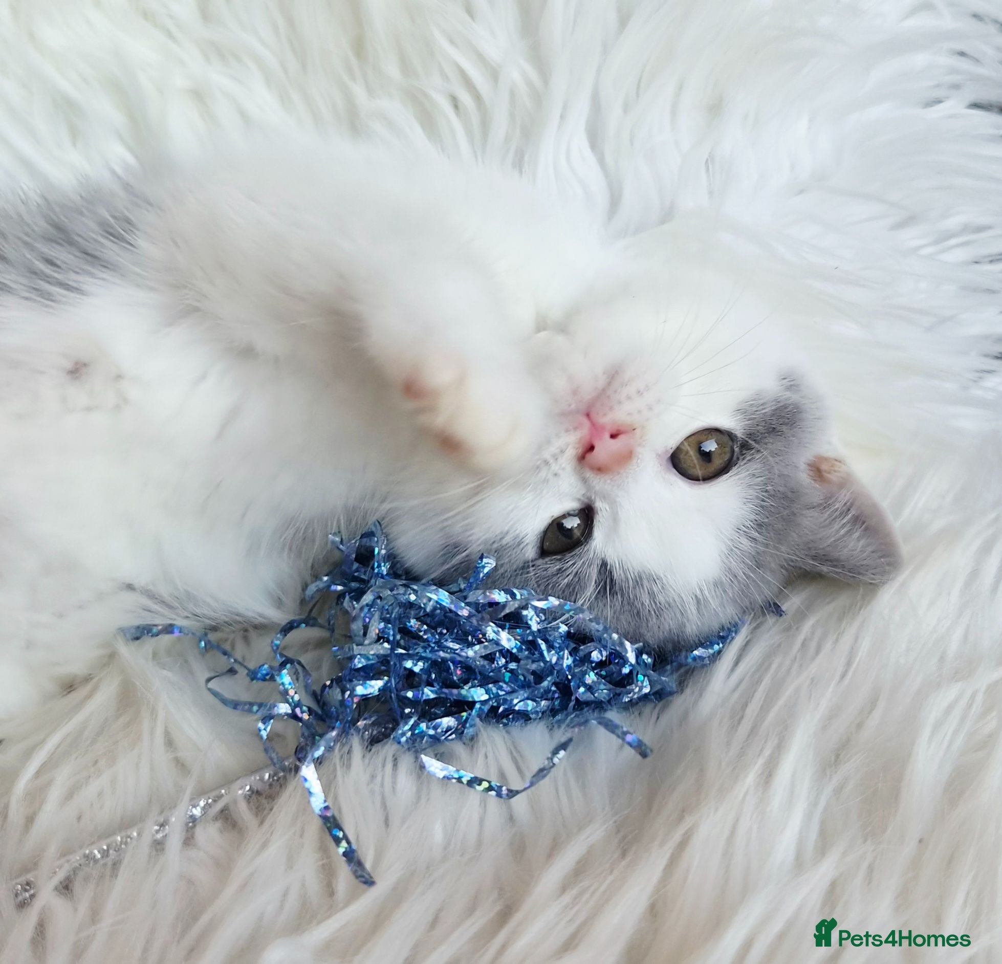 British Shorthair cats Stunning British shorthair kittens  - Advert 15