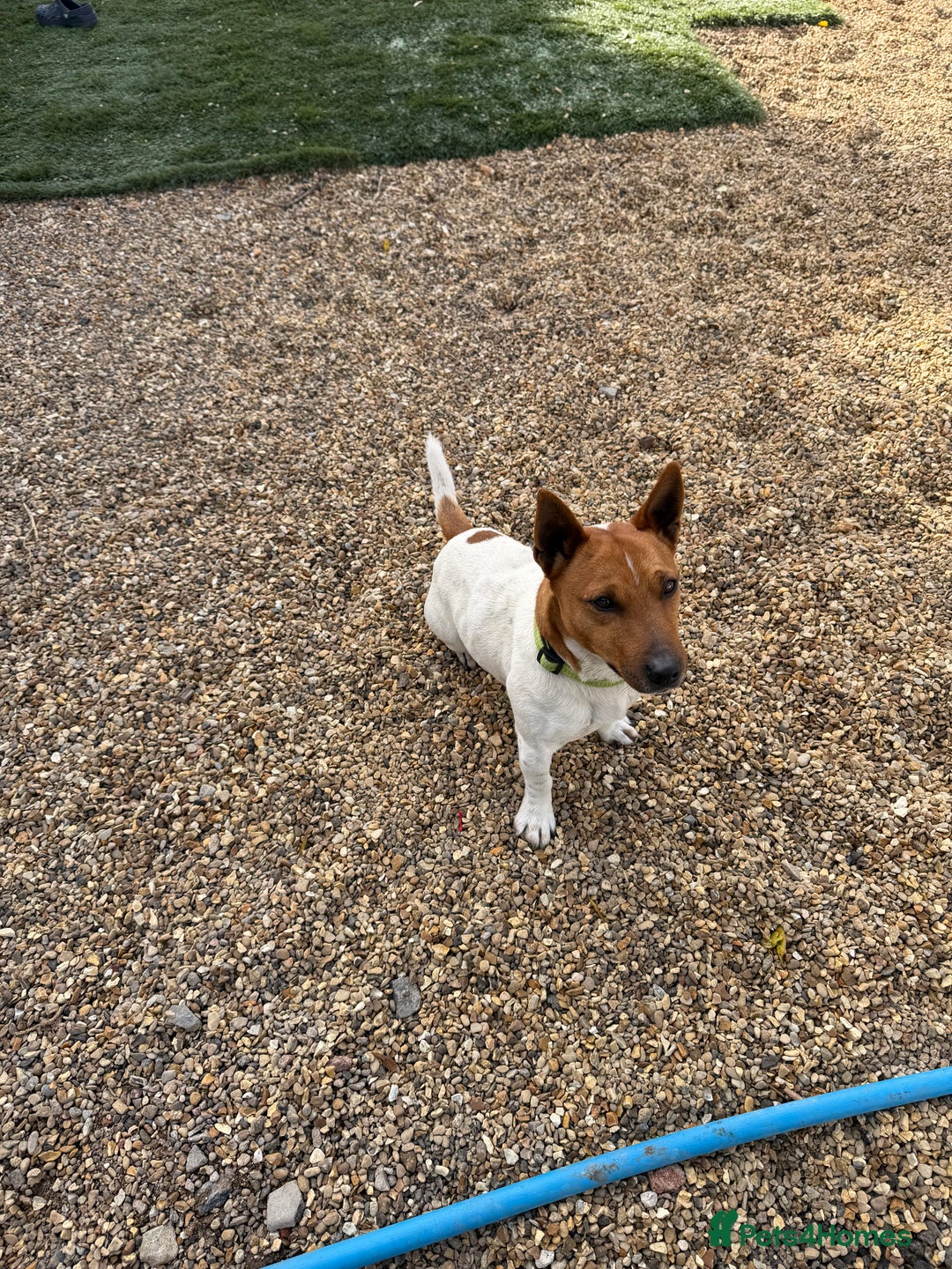 Jack Russell dogs for sale: Adorable Jack russel puppy’s for sale - Advert 14