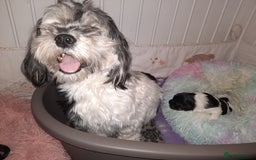 Lhasa Apso dogs for sale: Rare 5* Kyi-Leo Puppies ready for loving homes NOW - Image 7