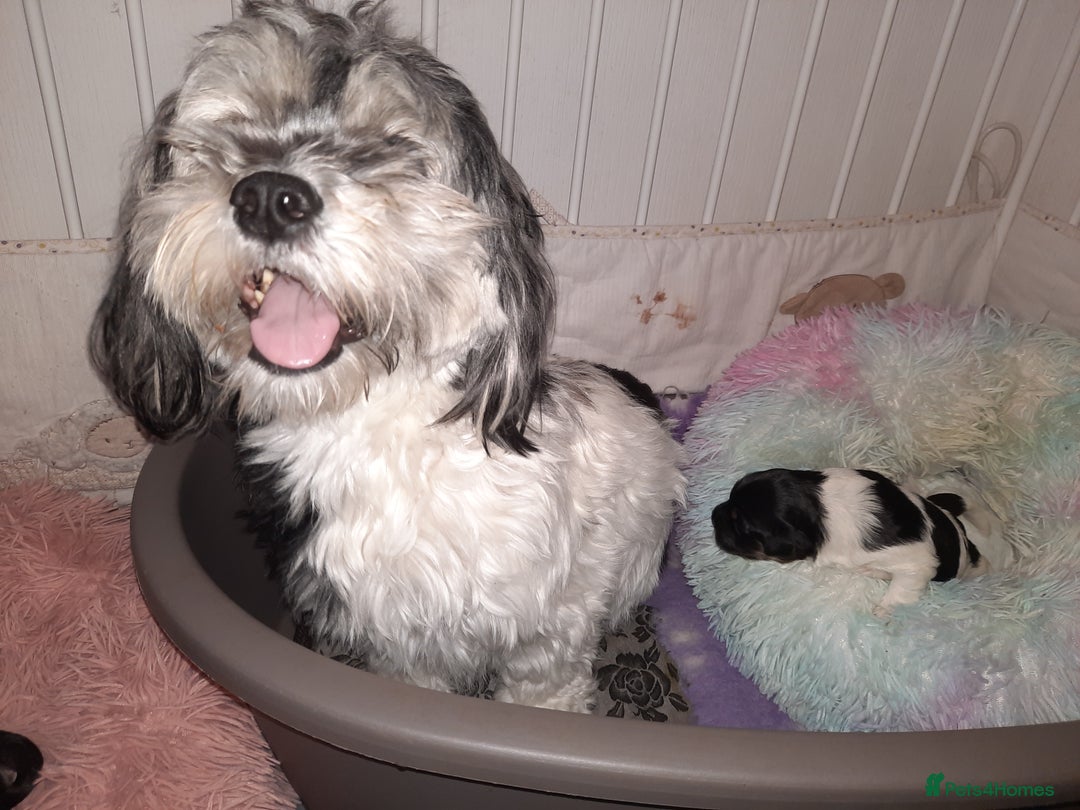 Lhasa Apso dogs for sale: Rare 5* Kyi-Leo Puppies ready for loving homes NOW - Image 7