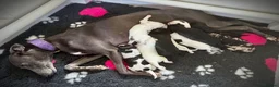 Mixed Breed dogs for sale: Gorgeous Whippet x Poodle puppies - Advert 4