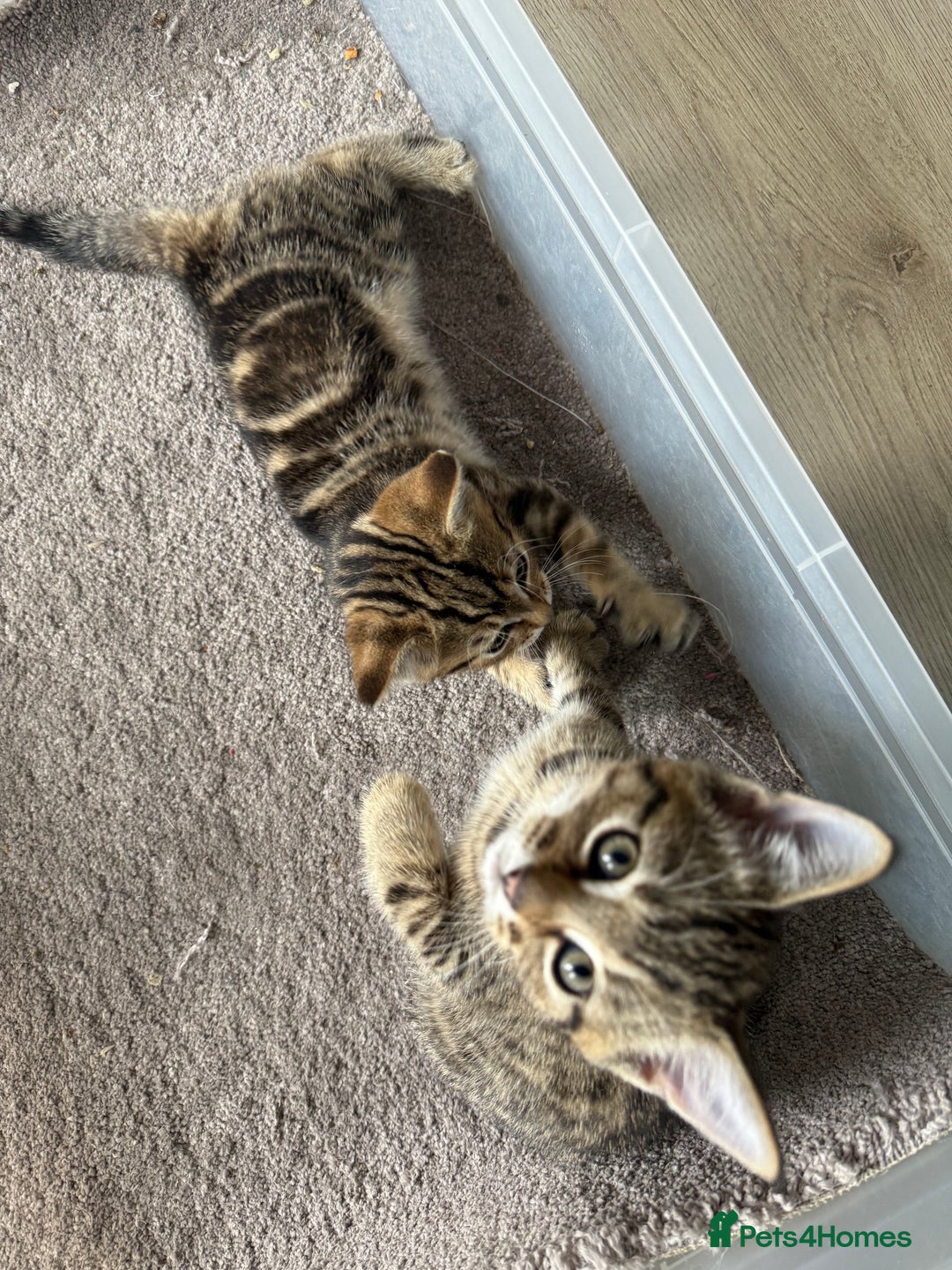 Mixed Breed cats for sale: Gorgeous kittens - Image 6