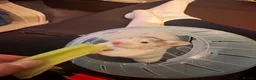 Hamster rodents for sale: Hamster in Rotherham - Advert 2