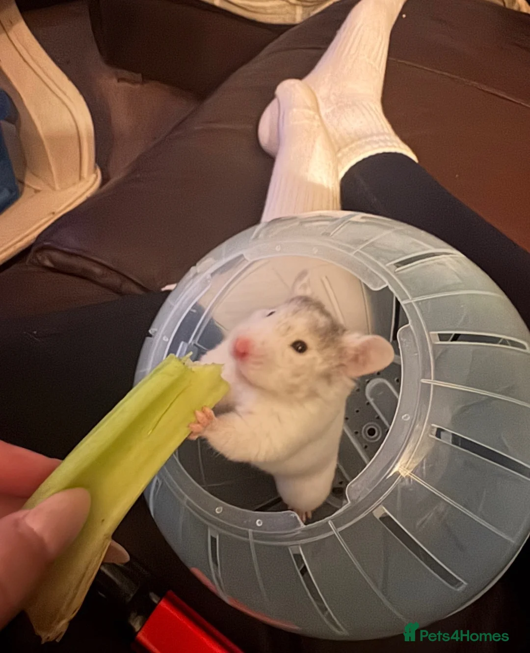 Hamster rodents for sale: Hamster in Rotherham - Advert 2