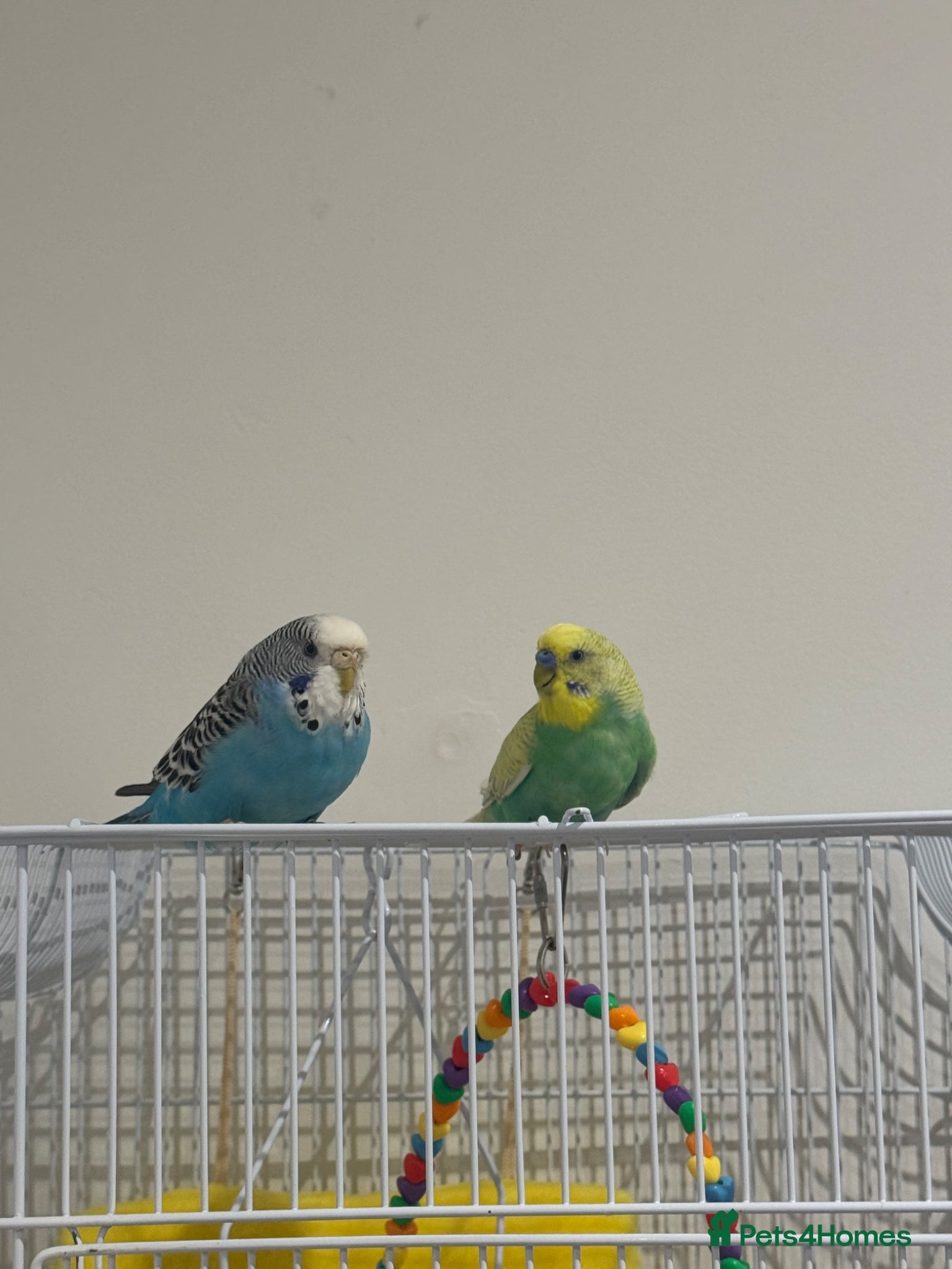 Budgerigars birds 2 Budgies Green & Blue - Advert 1