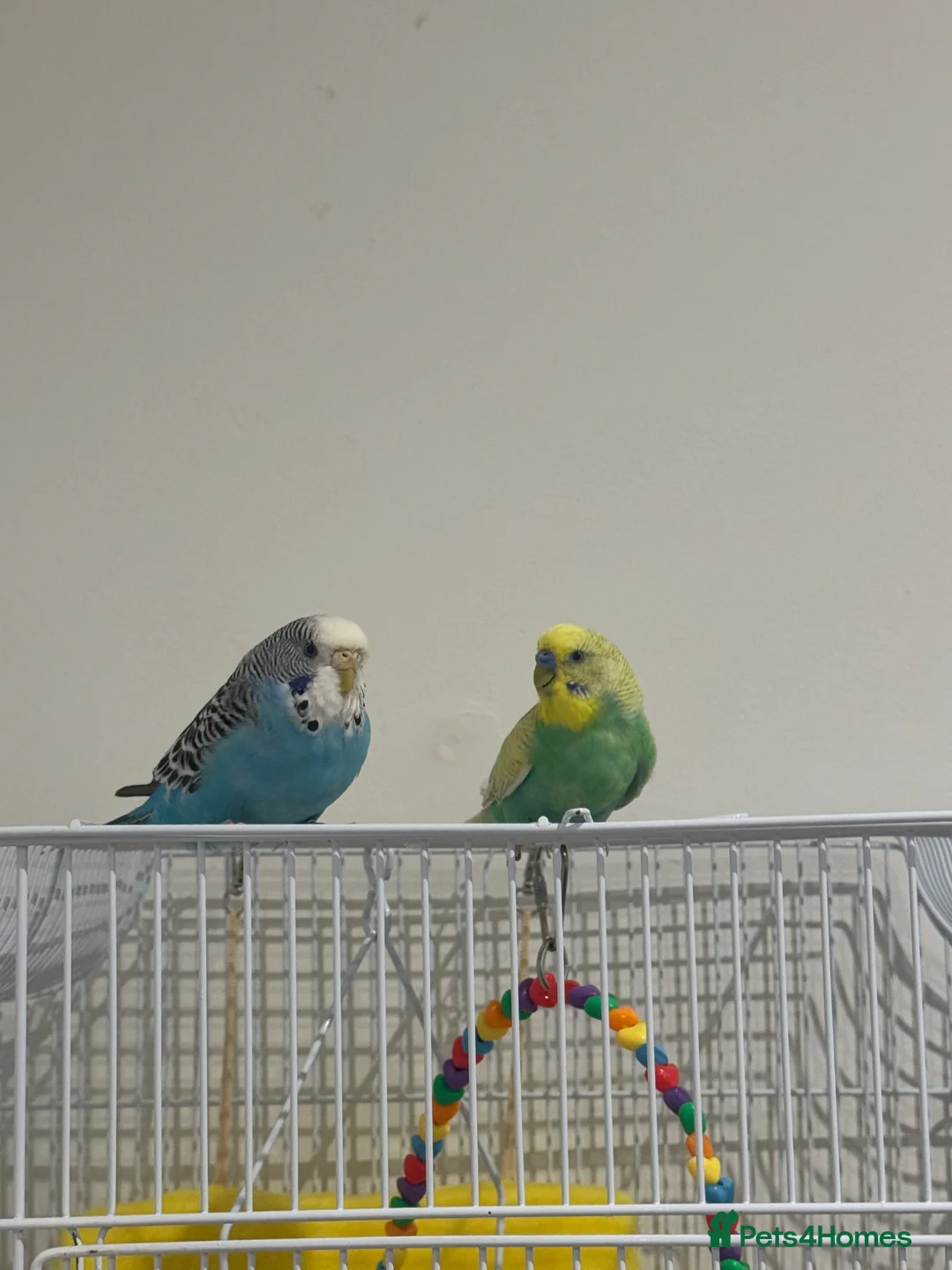 Budgerigars birds for sale: 2 Budgies Green & Blue - Advert 1