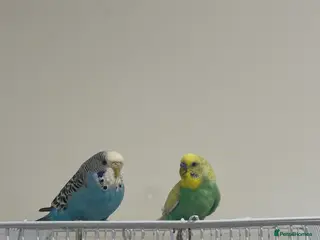 Budgerigars birds 2 Budgies Green & Blue - Advert 1