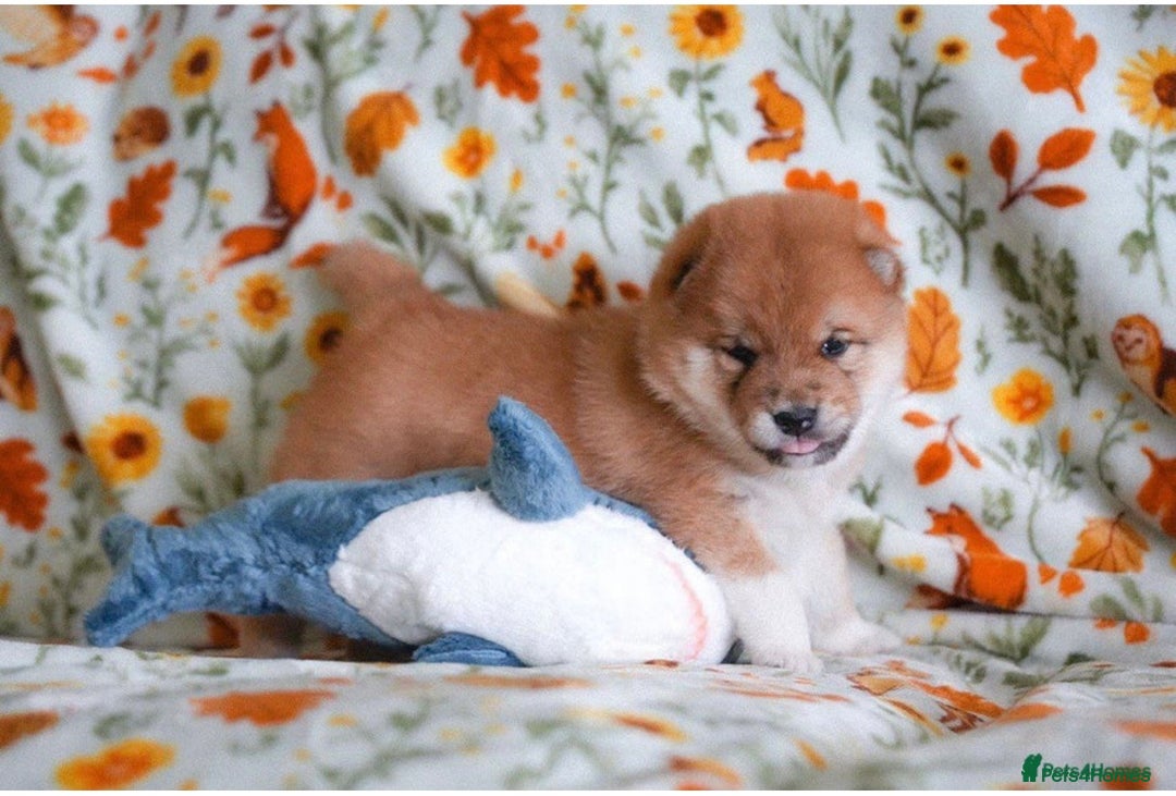 Japanese Shiba Inu dogs for sale: Beautiful KC Reg Japanese Shiba Inu Puppies - Image 8