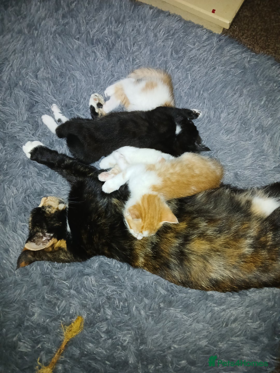 Mixed Breed cats for sale: Beautiful kittens ready  - Image 13