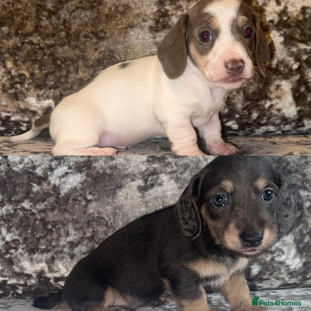 Miniature Dachshund dogs for sale: Miniature Dachshunds - Advert 1