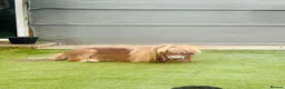 Shetland pony horses for sale: Miniature Shetland - Advert 6