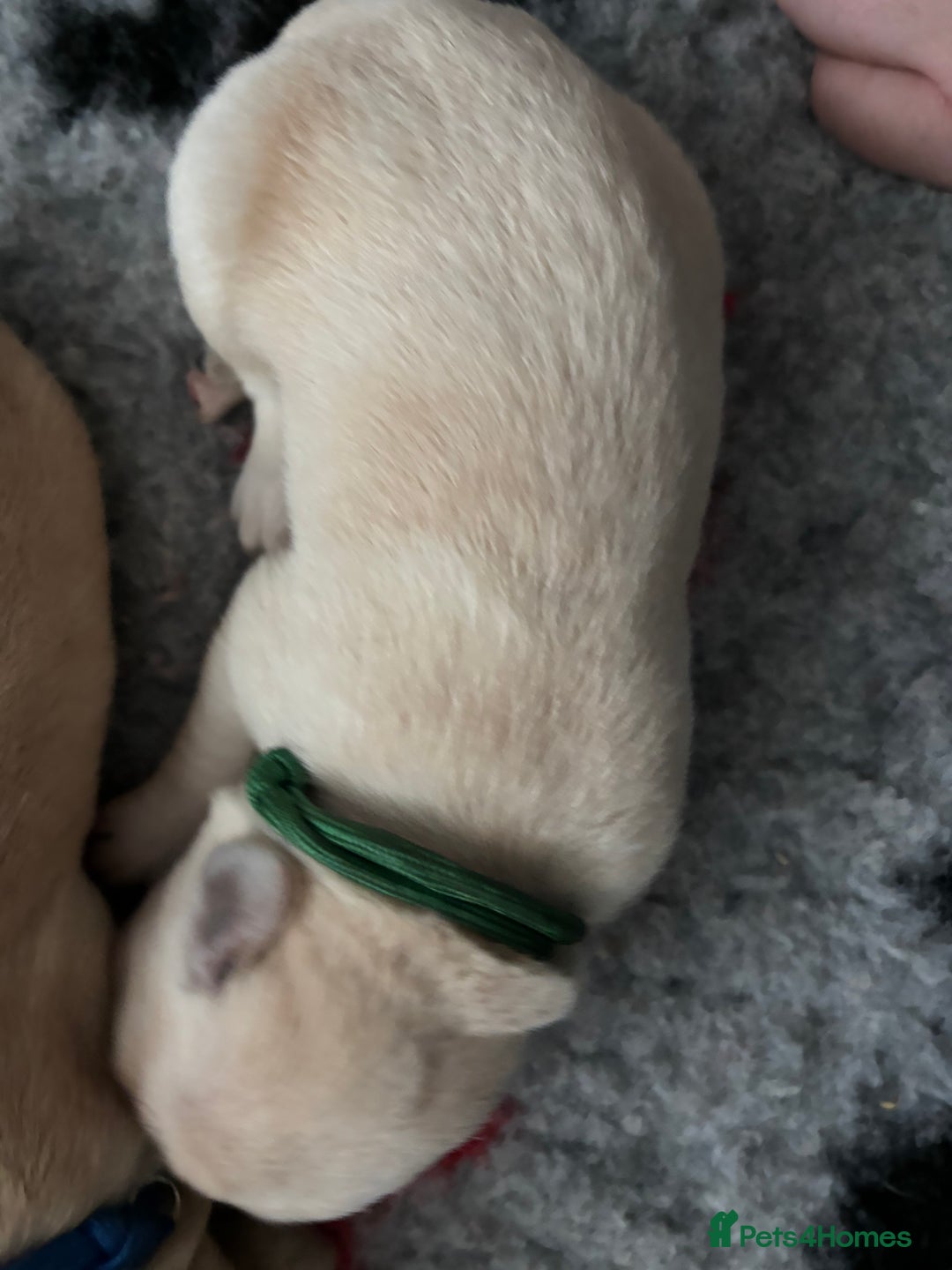 Mixed Breed dogs for sale: Stunning lab/rottie x golden retriever puppies e - Advert 8