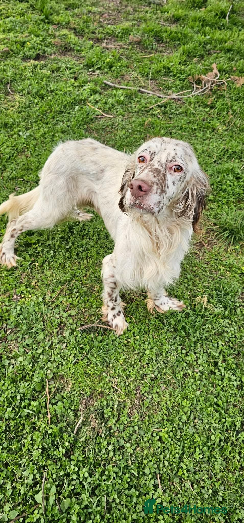 English Setter dogs FRANCO - Advert 7