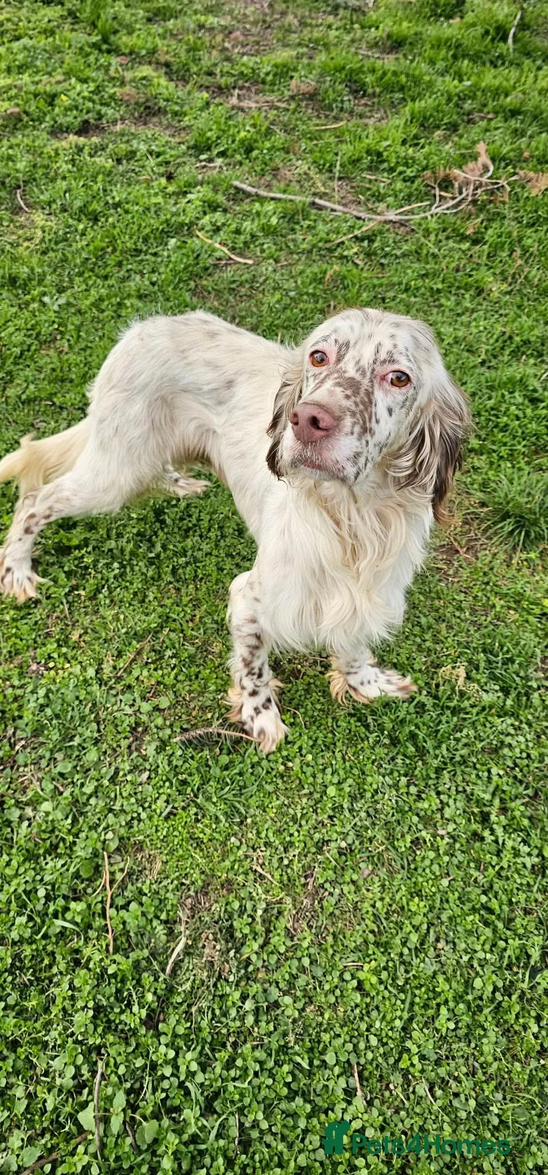 English Setter dogs for adoption: FRANCO in Scarborough - Advert 1
