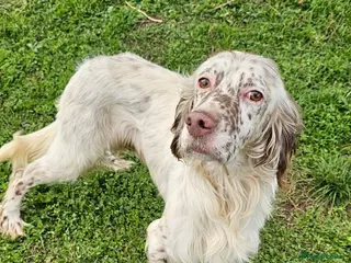 English Setter dogs FRANCO - Advert 7