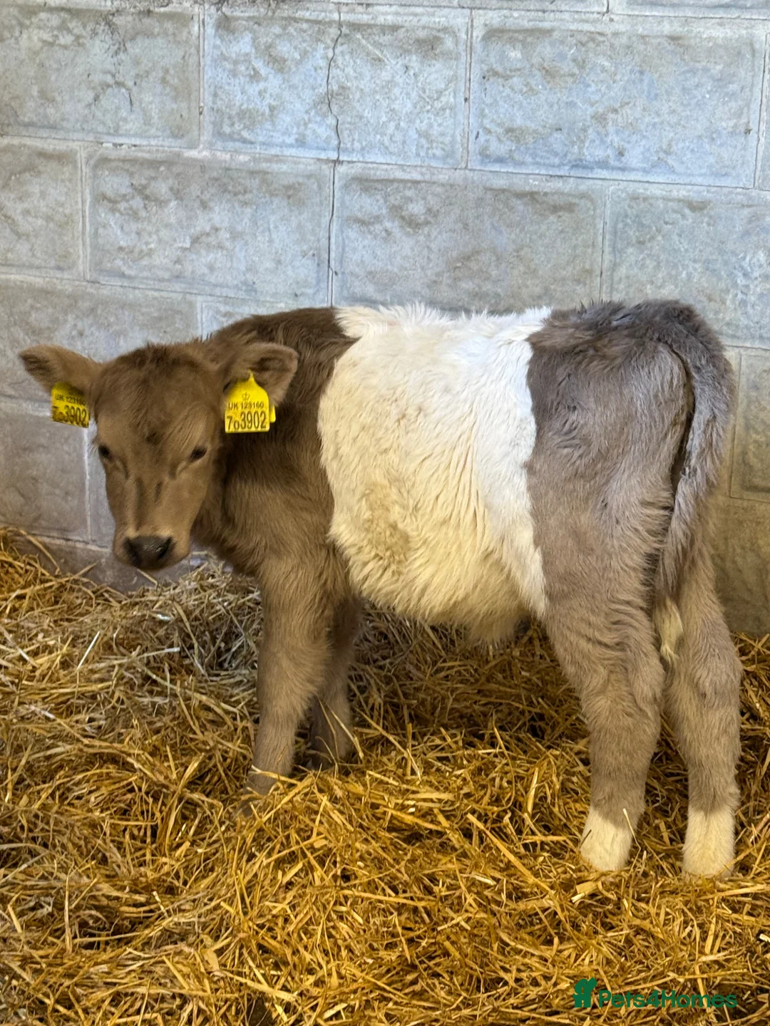 Cows & Bulls livestock for sale: 2 x calves available  - Advert 2