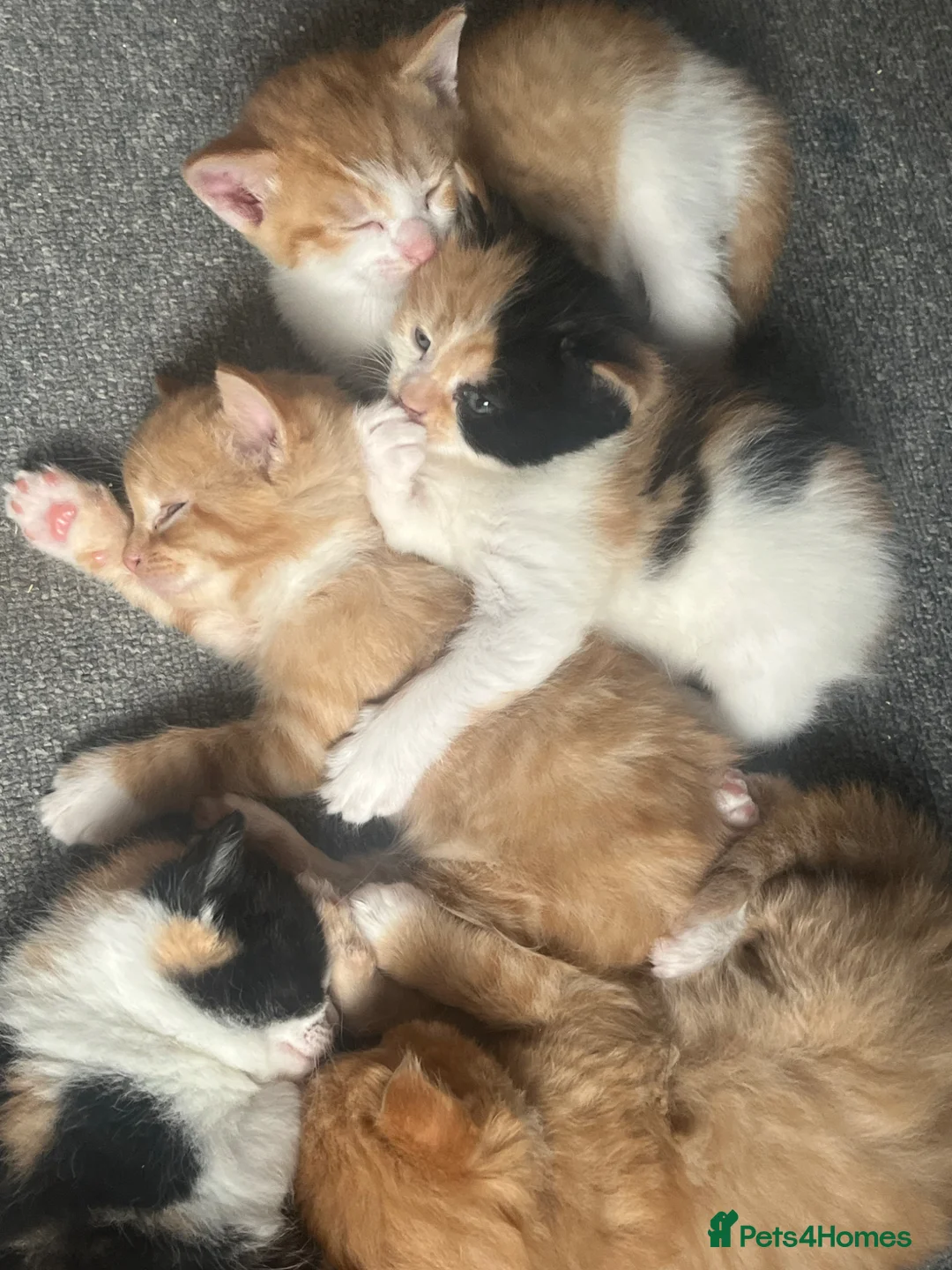 Mixed Breed cats for sale: 5 Cuddly Orange and Calico kittens 💕 - Advert 1