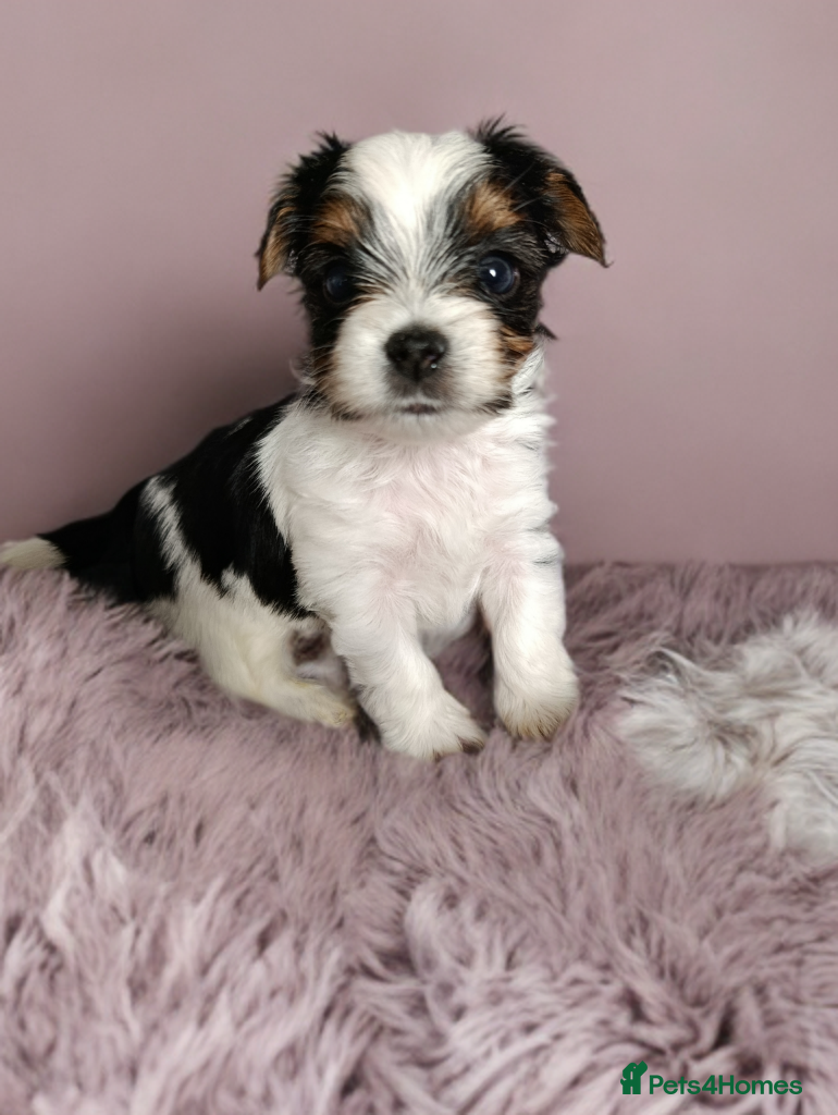 Yorkshire Terrier dogs Tricolor Yorkies Biewer 🐶🐶🐶 - Advert 1