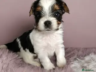 Yorkshire Terrier dogs Tricolor Yorkies Biewer 🐶🐶🐶 - Advert 1