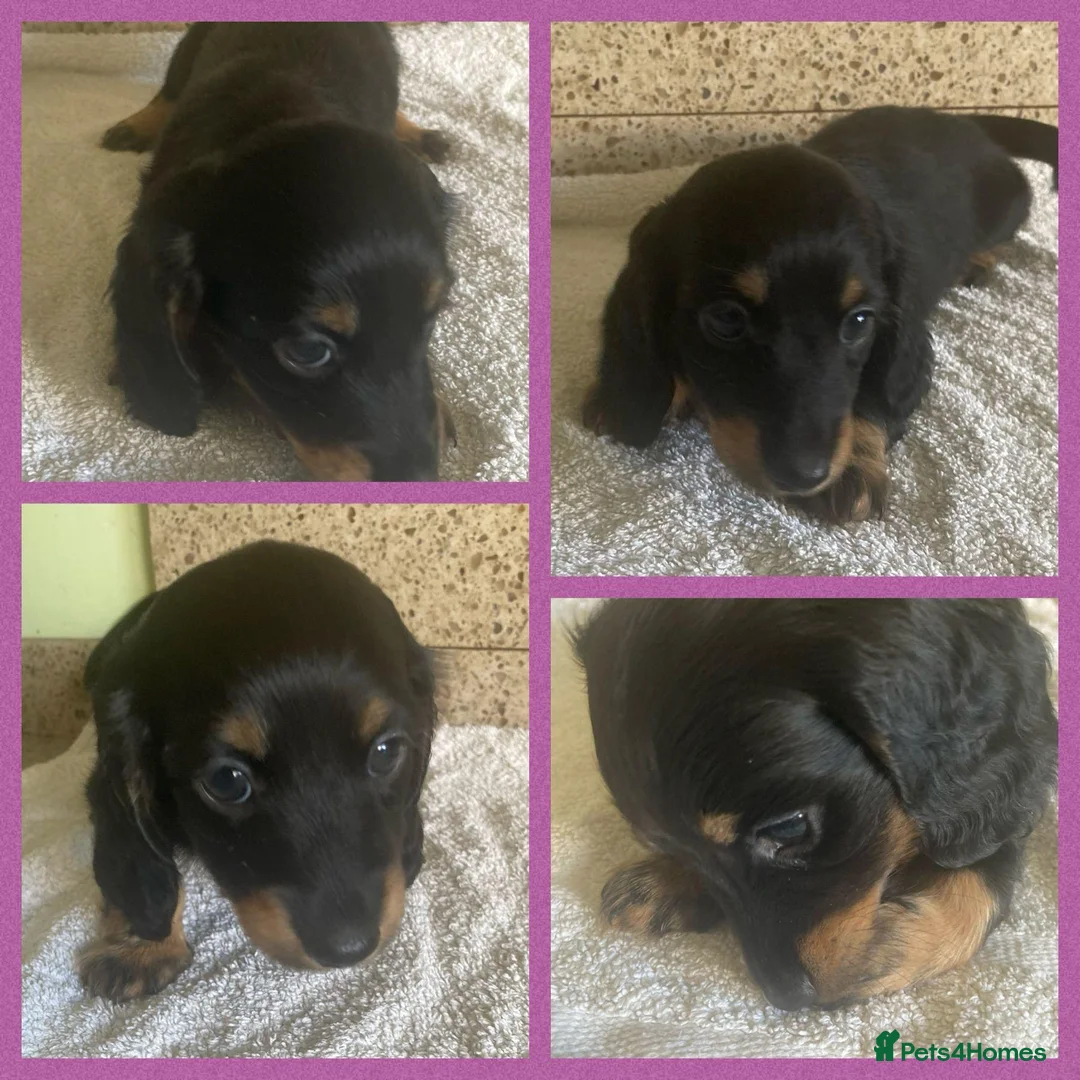 Miniature Dachshund dogs for sale: MINIATURE DACHSHUND PUPPIES  - Advert 25