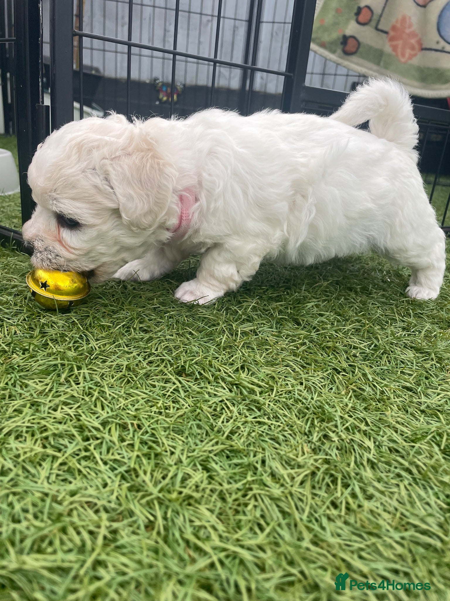 Bichon Frise dogs Bonnie - Advert 2